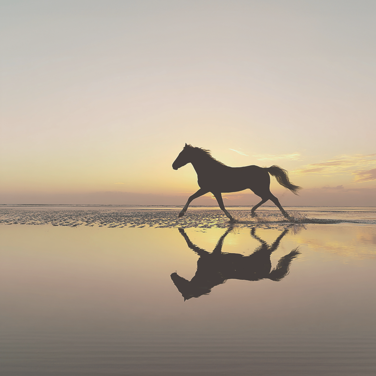 2026 COLLECTION - YEAR OF THE HORSE — strength, perseverance, and joyful energy.